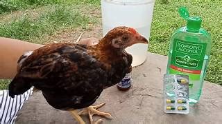gamot sa halak ng manok|Paano gamutin ang halak ng manok .